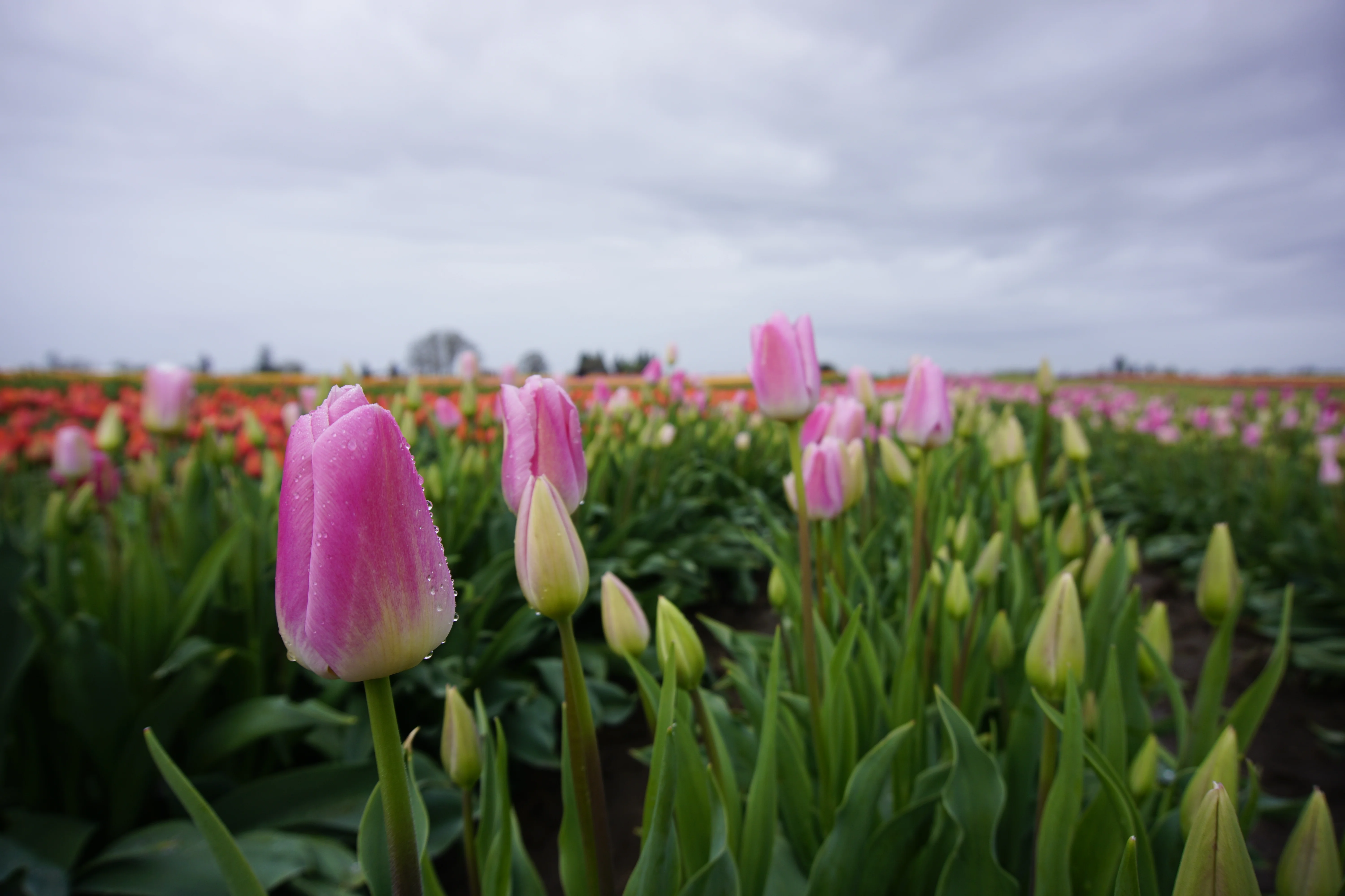 Rows of colorful tulips stretch across the farm beneath an overcast sky.