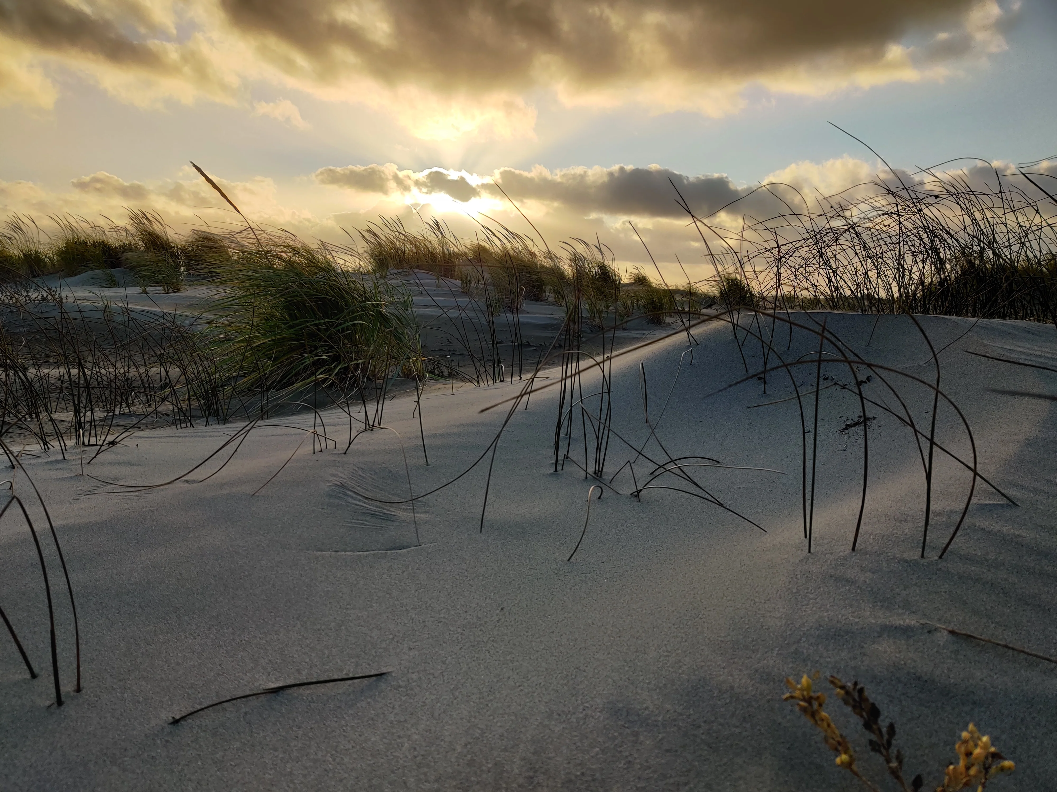 Windswept beach grass rises from pale sand dunes beneath dramatic clouds, with the setting sun casting a warm golden glow across the sky.